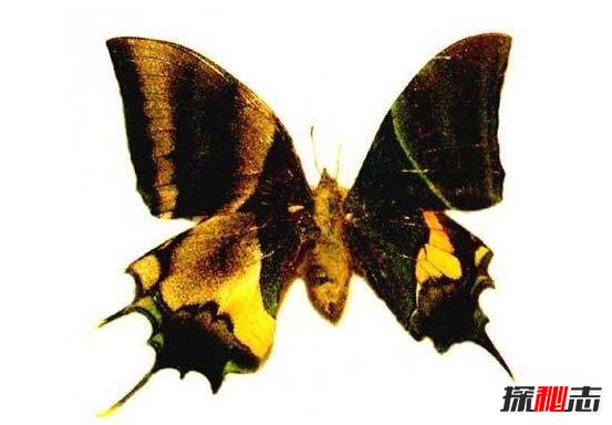 卡申夫鬼美人凤蝶和皇蛾阴阳蝶,雌雄同体的生物有哪些图片
