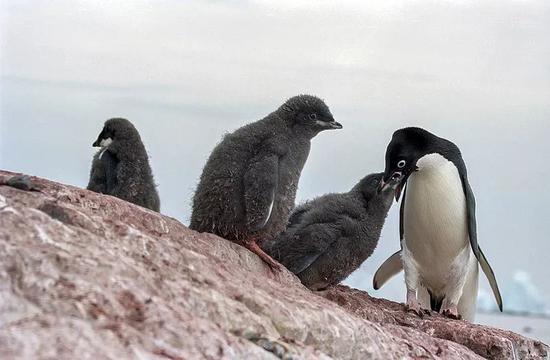 接受双亲反刍投喂的小企鹅。图片：Jerzy Strzelecki / wikimedia