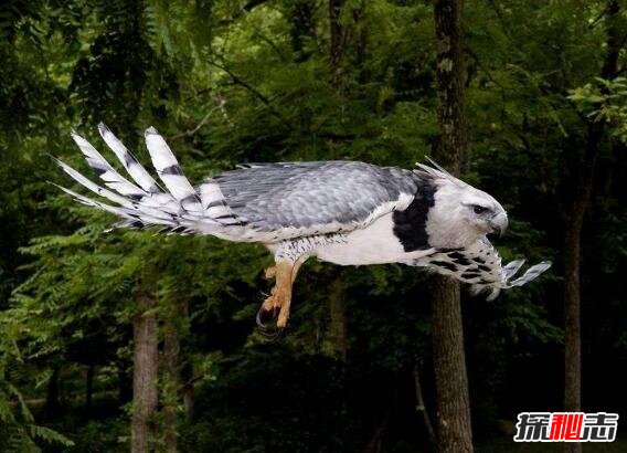 巨型角雕杀人完整视频 哈佩角雕：世界上最大的鹰之一