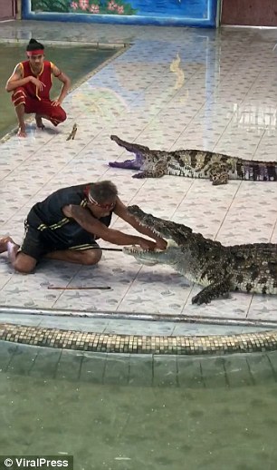 泰国驯兽师表演时被鳄鱼咬中