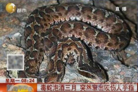 贵州农民抓到2公斤五步蛇泡酒,正常蛇在酒里面能活一年以上