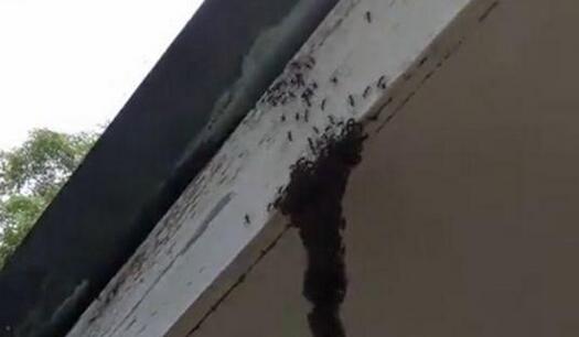 百万蚂蚁建U型桥进攻蜂巢