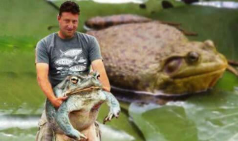 喀麦隆巨蛙的历史与命运 非洲巨型青蛙