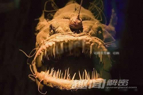 海下最恐怖的巨型海怪图片 海底十大恐怖生物