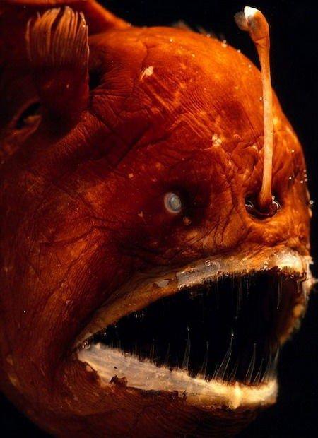 海下最恐怖的巨型海怪图片 海底十大恐怖生物