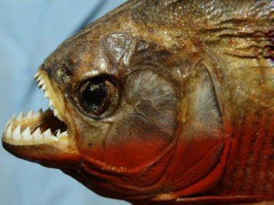 秘鲁食人鱼吃人真实案例 男孩被食人鱼啃成白骨真实照片
