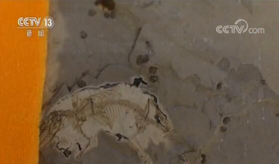 中国发现最早有完整舌骨的原始哺乳动物化石 “微小柱齿兽”化石