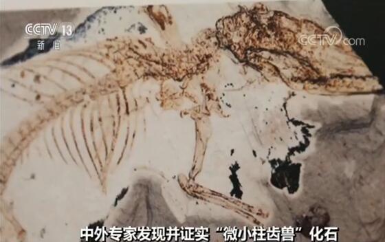 中国发现最早有完整舌骨的原始哺乳动物化石 “微小柱齿兽”化石