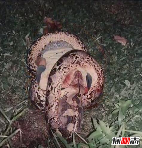 蟒蛇吃人真实事件：骇人听闻的大蛇吞人真实案例（图片）