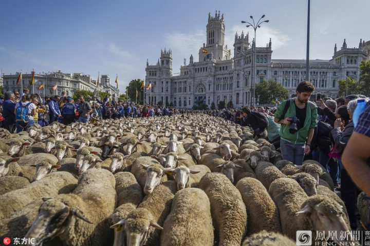 马德里“放牧节” 数千只绵羊逛大街 -1