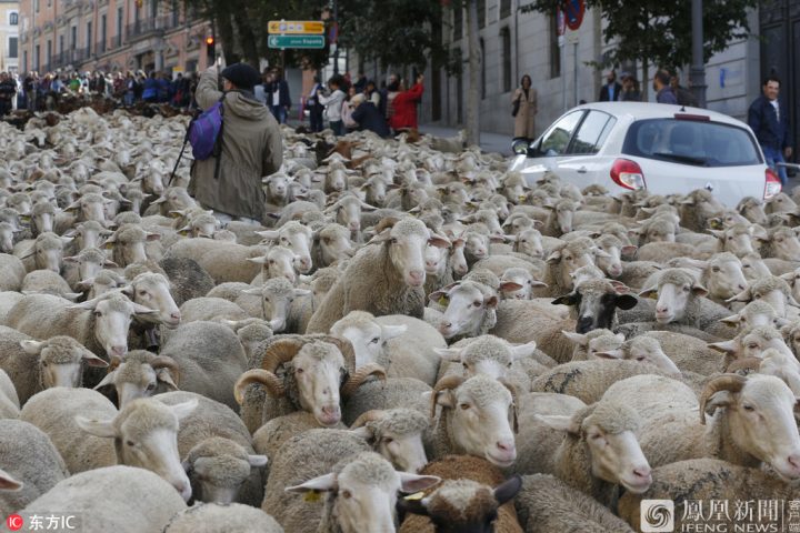 马德里“放牧节” 数千只绵羊逛大街 -3