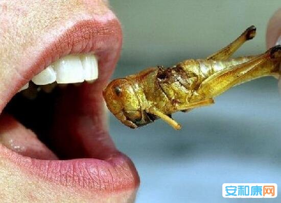 仫佬族吃虫节：奇葩传统节日吃虫节 吃蝗虫、蚂蚱、蝶蛹等昆虫 -5
