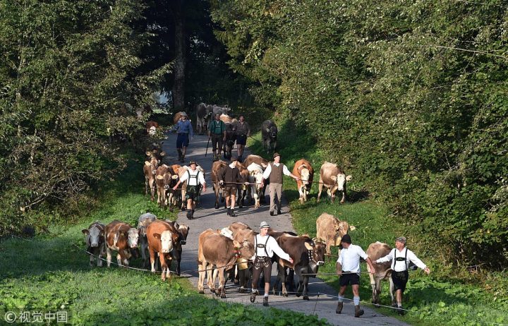 德国＂赶牛下山节＂ 浩荡牛群场面壮观 -7