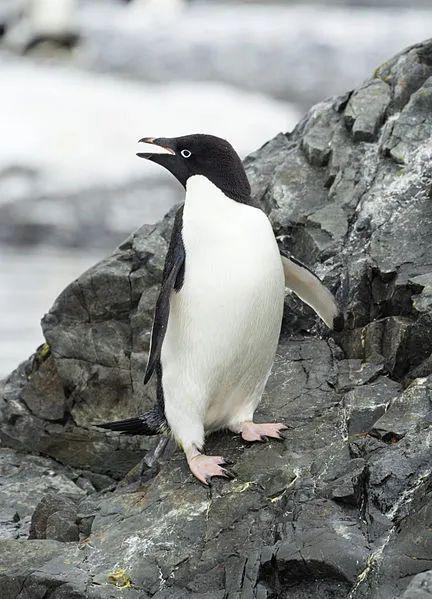 阿德利企鹅。图片：Godot13 / wikimedia