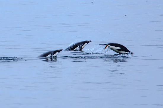 哪怕选择前往群山，企鹅的背后总还是有大海可以回去的。图片：Murray Foubister / flickr