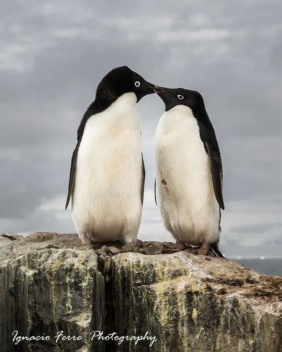 最重要的是，不要拿属于人类的价值观来要求企鹅。图片：Ignacio Ferre Pérez / flickr