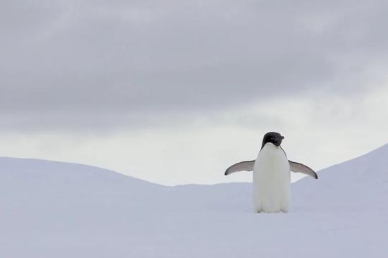 或许，企鹅就是有这样的魅力。图片：Gregory “Slobirdr” Smith / flickr