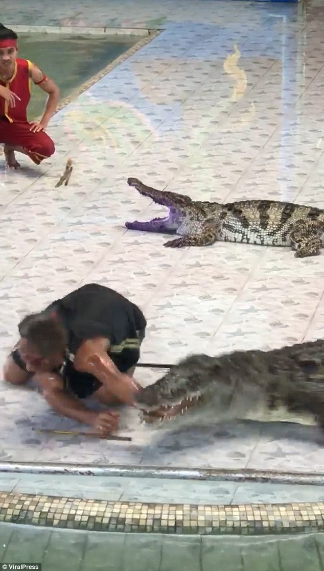 泰国驯兽师表演时被鳄鱼咬中