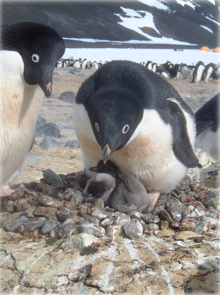 抚育幼崽的阿德利企鹅。图片：Brent J。 Sinclair / wikimedia