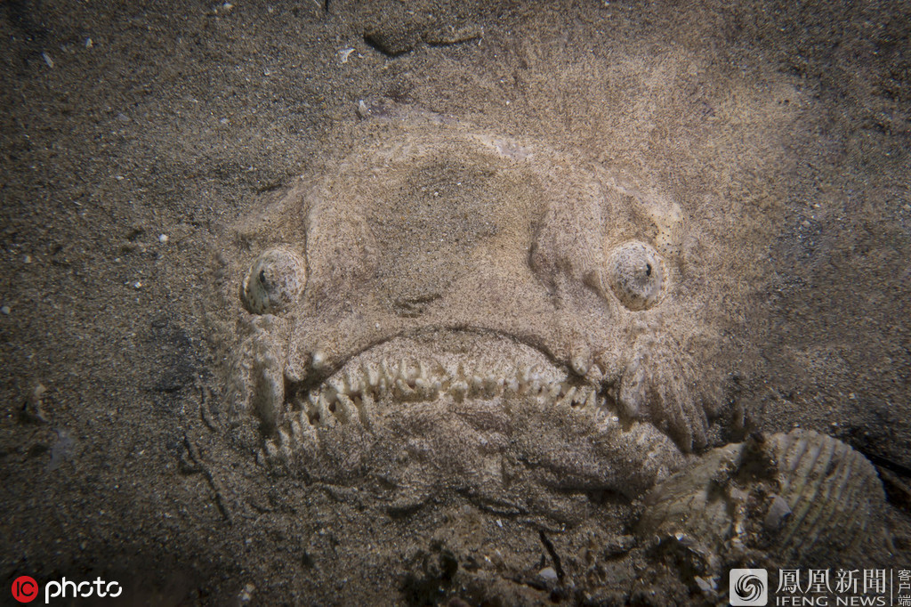 深海中的一幕：瞻星鱼极其凶猛又充满心机的画面