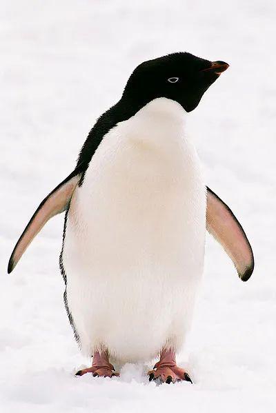 企鹅的双向迷彩与直立行走，让它像一位穿燕尾服的绅士。图片：Nanosmile / wikimedia