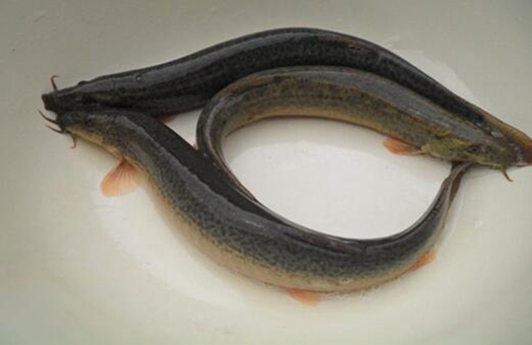 泥鳅是什么类型的动物 泥鳅是雌雄同体的吗