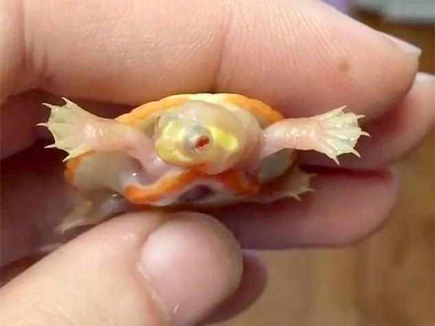 一只心脏外露的小海龟