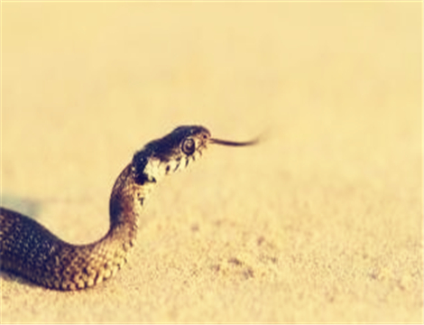 蛇最怕什么动物和植物：蛇最怕什么东西和气味？