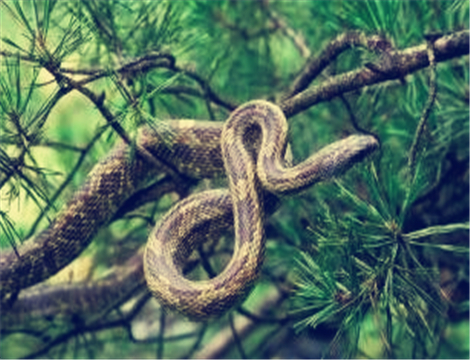 蛇最怕什么动物和植物：蛇最怕什么东西和气味？