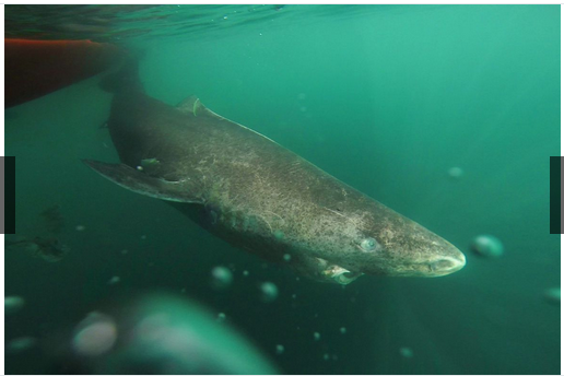 奇趣动物图片合集：千奇百怪的动物世界有哪些奇趣