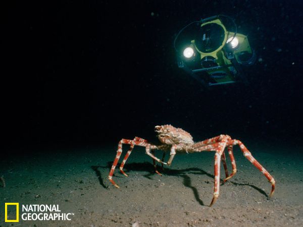 海洋巨型生物图片：巨型蜘蛛蟹、狮鬃水母、僧帽水母、巨型深海大