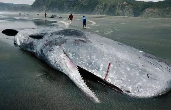 地球十大恐怖海洋生物有哪些 大乌贼食人怪长20米