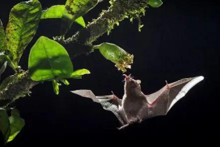 悬停在空中的食蜜蝙蝠