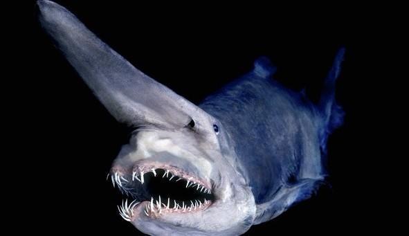 深海奇葩生物,这些怪鱼形状奇特 为什么深海鱼那么怪（图片）