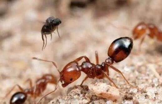 为什么蚂蚁早上醒来会抓痒