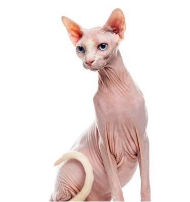 世界上最丑的猫,斯芬克斯猫全身无毛