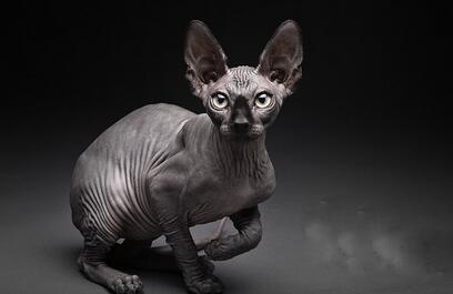 世界上最丑的猫,斯芬克斯猫全身无毛