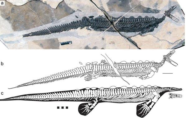 2.48亿年前动物群中,首次发现鸭嘴兽
