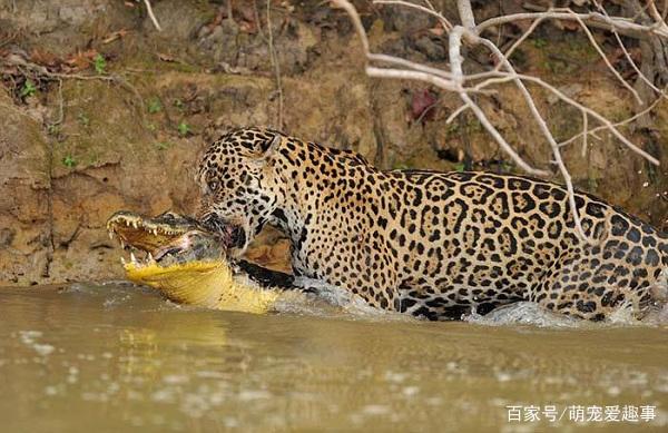 美洲豹为何能捕杀鳄鱼 为什么美洲豹不怕鳄鱼