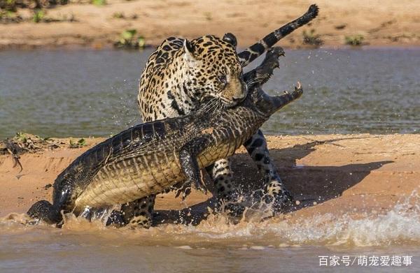 美洲豹为何能捕杀鳄鱼 为什么美洲豹不怕鳄鱼
