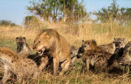 狮子与鬣狗大战：狮子和鬣狗哪个更厉害？