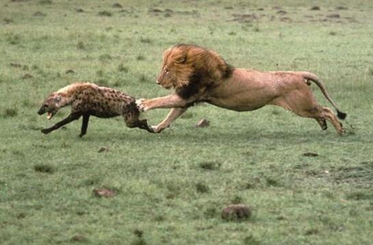 狮子与鬣狗大战：狮子和鬣狗哪个更厉害？