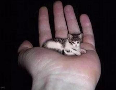 世界最小的猫列入吉尼斯纪录 皮堡斯小猫真实图片