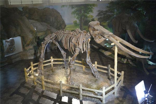 古菱齿象可谓是迄今为止最大的大象 古菱齿象化石惊现北京