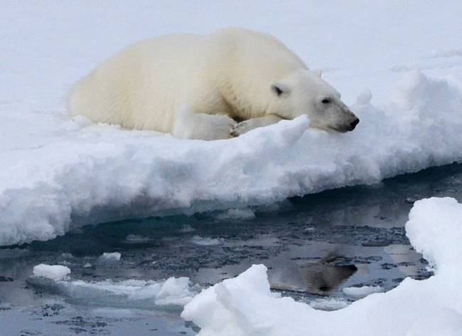 全球气候变暖危机加剧 北极熊或将灭绝