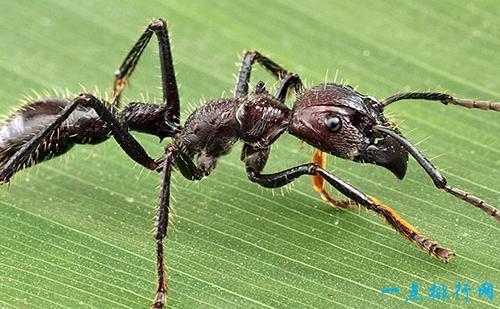 世界上最恐怖的十种昆虫 十大最恐怖虫子（图片）