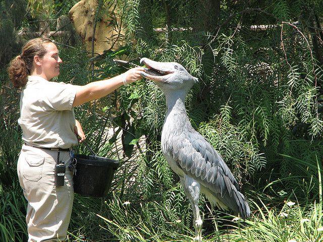 奇趣动物图片合集：千奇百怪的动物世界有哪些奇趣