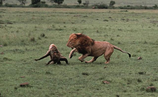 鬣狗为什么怕雄狮不怕雌狮？
