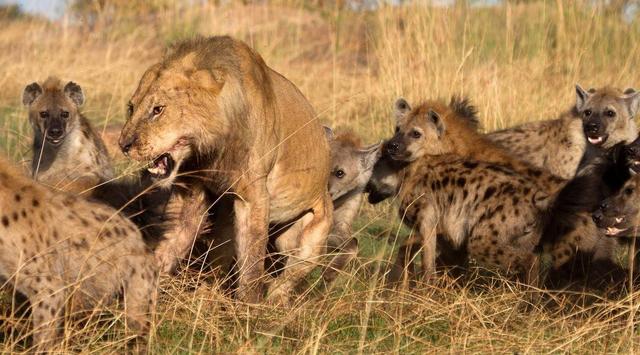 鬣狗为什么怕雄狮不怕雌狮？