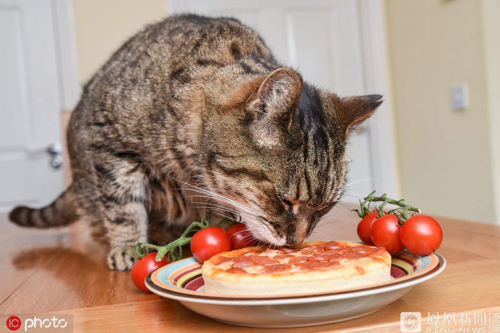 挑食猫只吃意面和披萨（虎斑猫Stan）